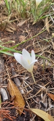 Apodolirion lanceolatum