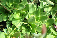 Craterostigma wilmsii