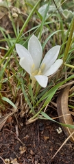 Apodolirion lanceolatum