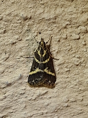Scoparia spelaea