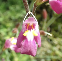 Craterostigma wilmsii