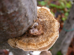 Coriolopsis gallica