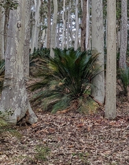 Macrozamia