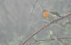 Erithacus rubecula rubecula