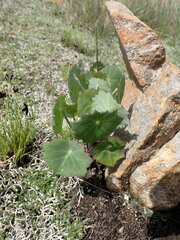 Senecio oxyriifolius