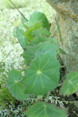 Senecio oxyriifolius