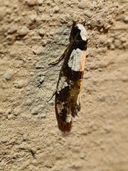 Monopis icterogastra