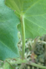 Senecio oxyriifolius