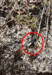 Anthrax dolabratus