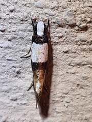 Monopis icterogastra