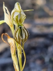 Pterostylis biseta