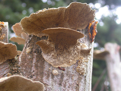 Coriolopsis gallica