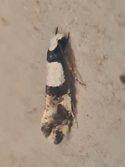 Monopis icterogastra