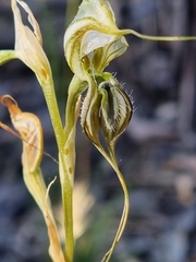Pterostylis biseta
