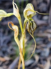 Pterostylis biseta
