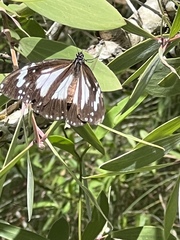 Danaus affinis