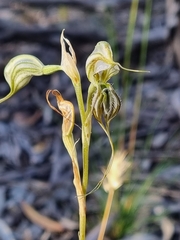Pterostylis biseta