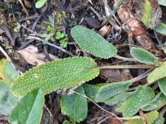 Stachys cretica