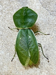 Choeradodis rhombicollis