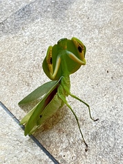 Choeradodis rhombicollis