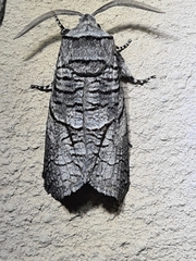 Culama anthracica