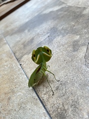 Choeradodis rhombicollis
