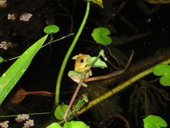 Dendropsophus