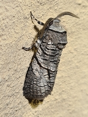 Culama anthracica