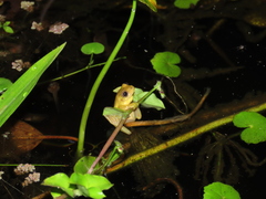 Dendropsophus
