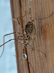 Odiellus pictus