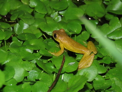 Dendropsophus