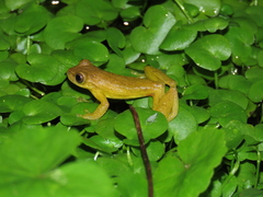 Dendropsophus