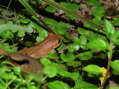 Dendropsophus