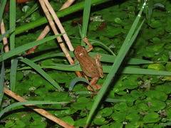 Dendropsophus