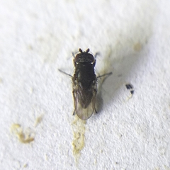 Sphaeroceridae