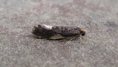 Monopis spilotella
