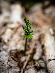 Botrychium angustisegmentum