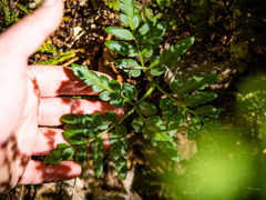 Sceptridium oneidense