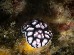 Phyllidiella pustulosa