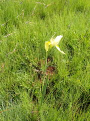 Moraea spathulata