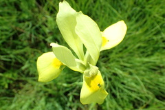 Moraea spathulata