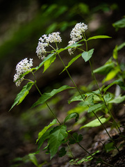 Asclepias quadrifolia