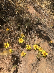 Chaetanthera chilensis