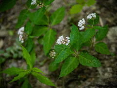Asclepias quadrifolia