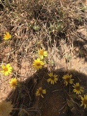 Chaetanthera chilensis