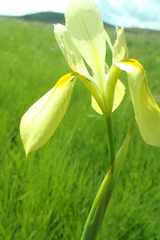 Moraea spathulata