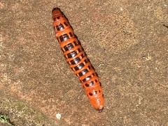 Cactoblastis cactorum