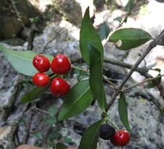 Malpighia glabra
