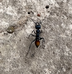 Myrmecia mandibularis