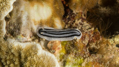 Phyllidiopsis xishaensis